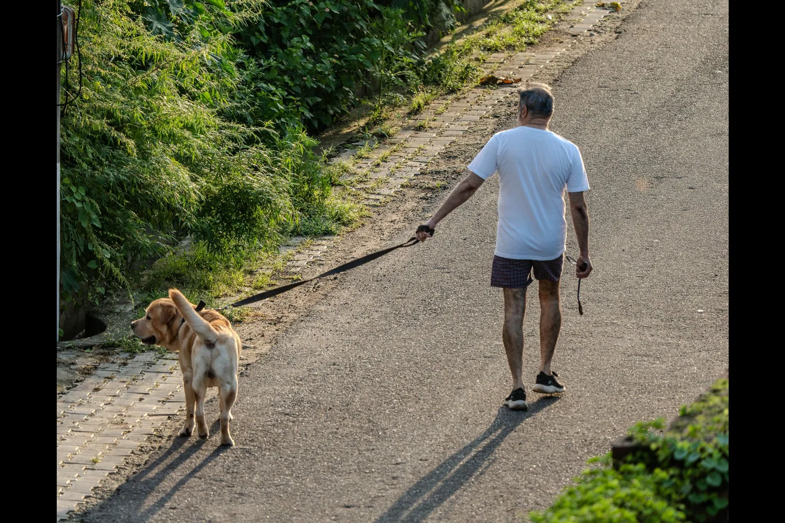 Man in his 50s walking his dog along a gravel path in the evening light