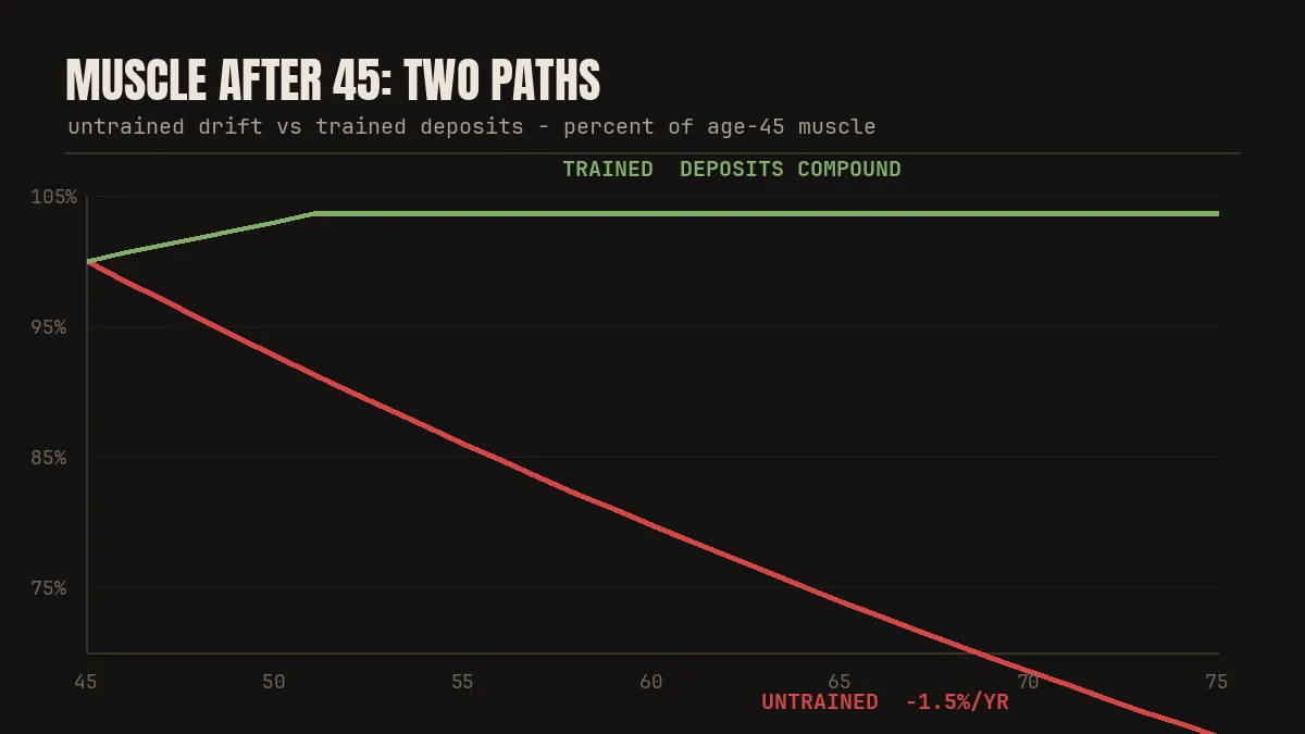 Two curves after 45: untrained muscle declines about 1.5 percent a year, trained muscle holds and compounds